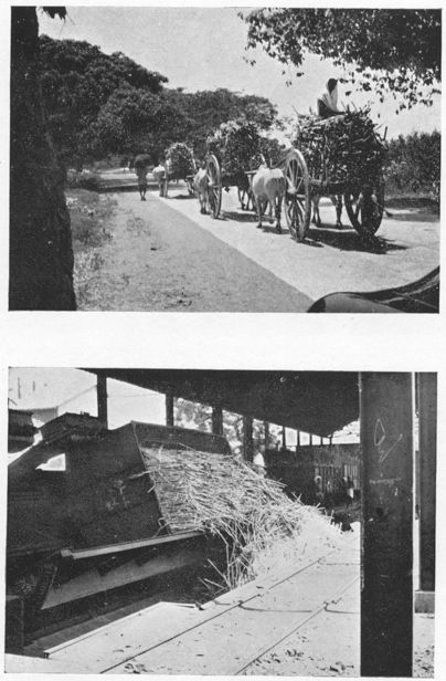 Cane Transport