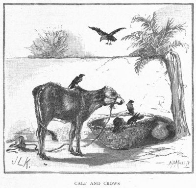 Calf and Crows