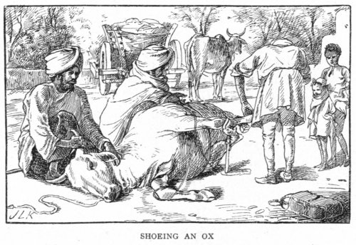 Shoeing Ox